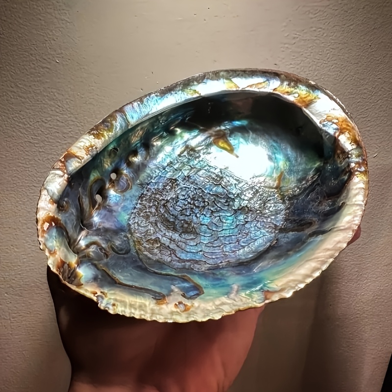 Plant Parents - Jardinières en coquille d'ormeau, Ornements en