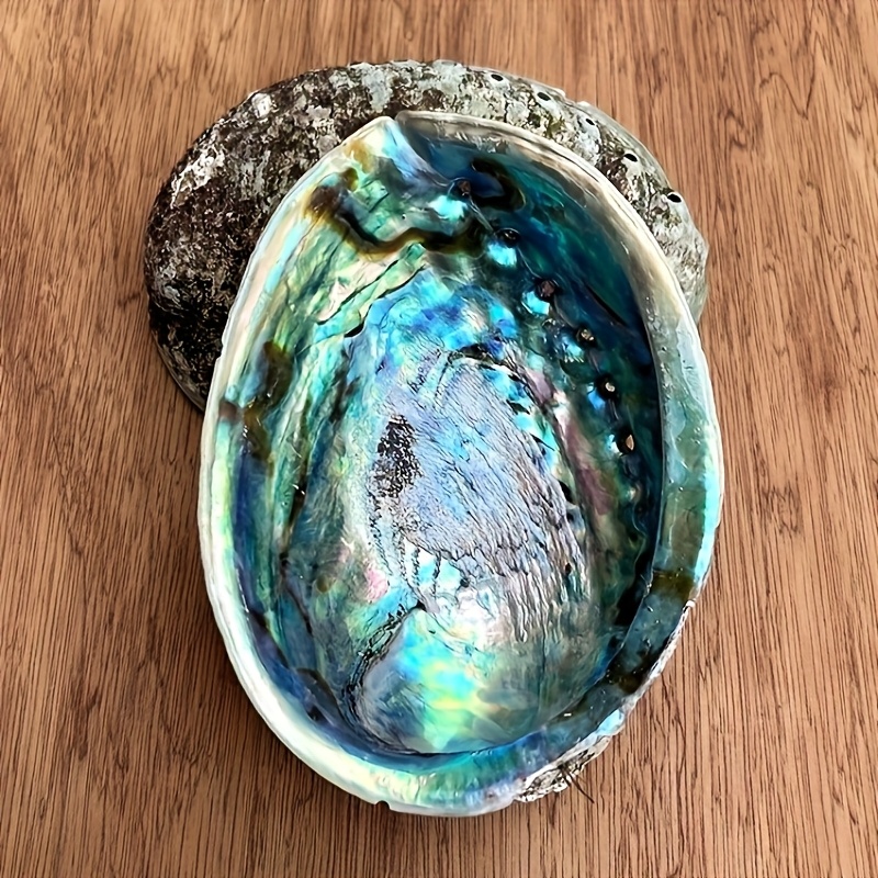 Jardinières en coquille d'orme - Plant Parents avis et prix
