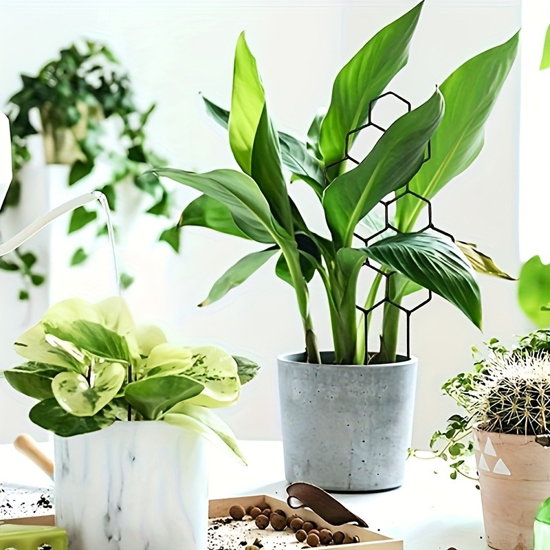 Cadre de Support pour plantes, - Plant Parents avis et prix