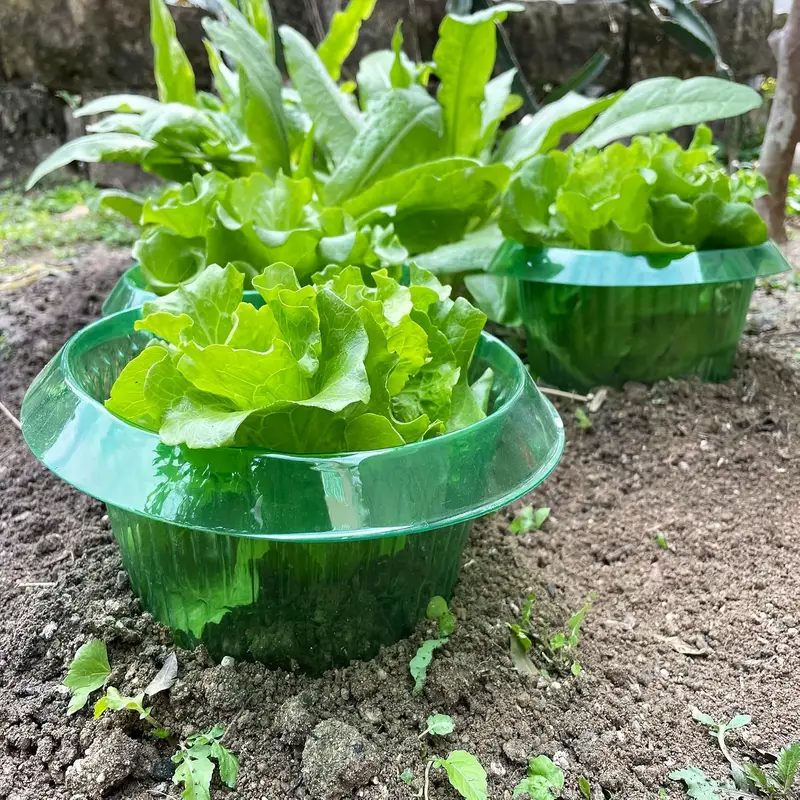 Plantes limace Protection anne - Plant Parents avis et prix