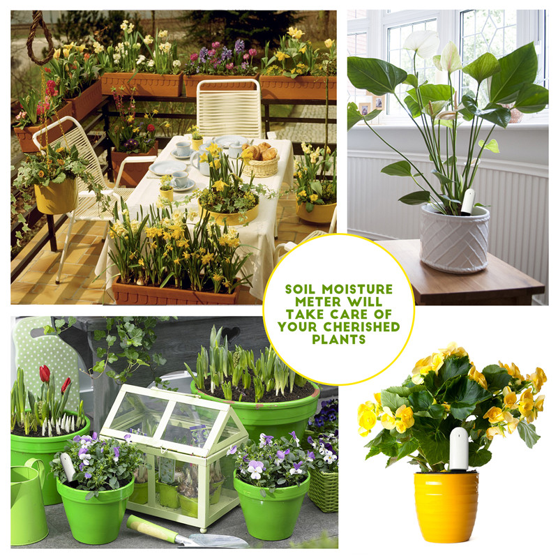 HHCC Xiaomi soins des fleurs m - Plant Parent App avis et prix